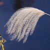 K川・枯れ尾花