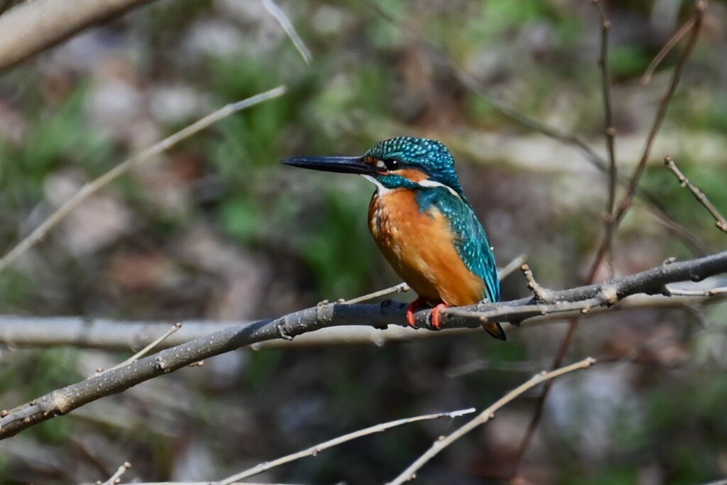 K川・中流域のカワセミ♂ 