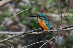 K川・中流域のカワセミ♂ 