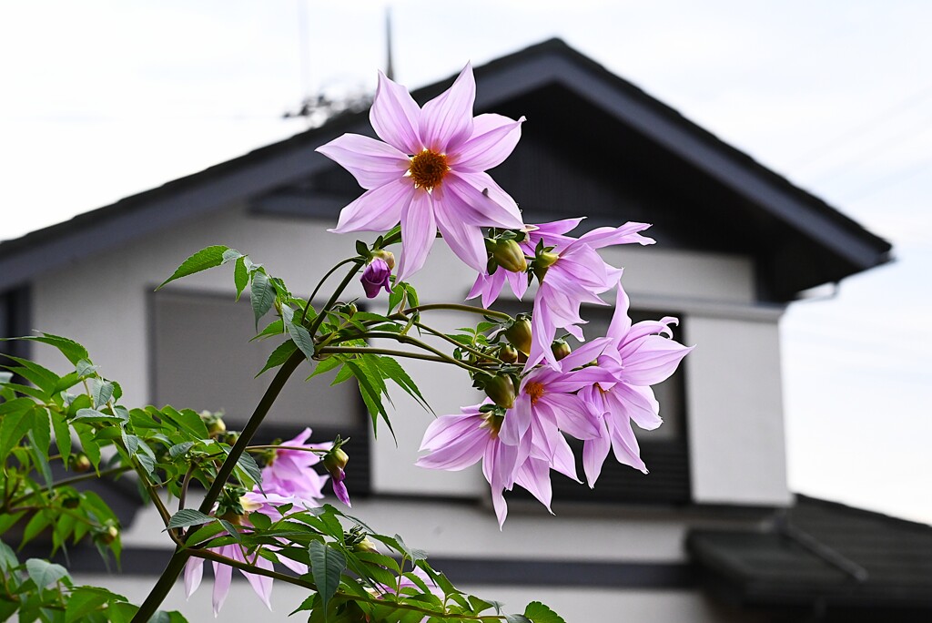 用水路沿道・脇の畑に咲いている皇帝ダリア