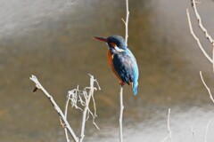 Ｋ川・中流域、いつものカワセミ♀