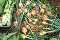 菜園・最後のタマネギ