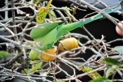 ワカケホンセイインコと柿