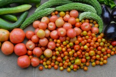 菜園・トマト3種は峠を越えた