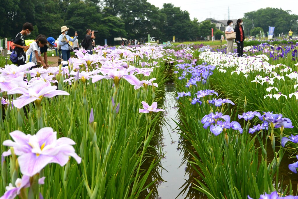 3年ぶりの花菖蒲まつり.