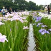 3年ぶりの花菖蒲まつり.