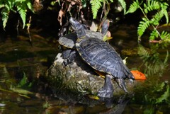 K川・クサガメ