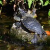 K川・クサガメ