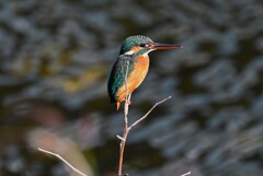 Ｋ川中流域・カワセミ♀若