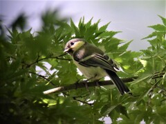 シジュウカラひな