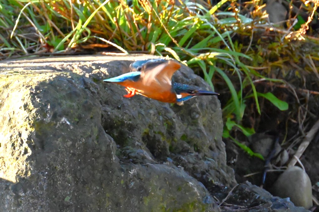 7時59分2羽目（♂）