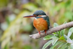 用水路・カワセミ♀若