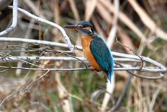 K川・上流のカワセミ♀B