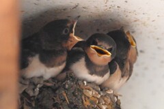 町中のツバメ・2番子4羽巣立ち目前