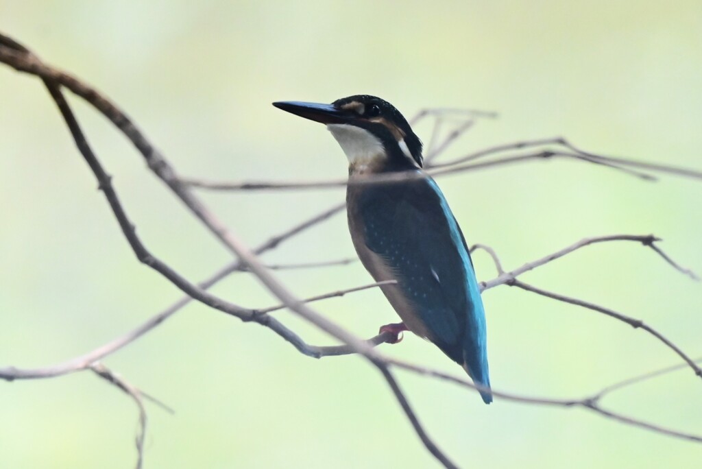 K川中流域・カワセミ♂若鳥