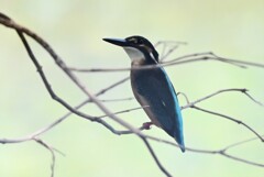K川中流域・カワセミ♂若鳥