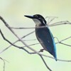 K川中流域・カワセミ♂若鳥