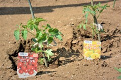 今季はミニトマトもレベルアップ