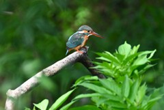 用水路・カワセミ♀ 