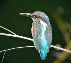 カワセミ♀別個体発見