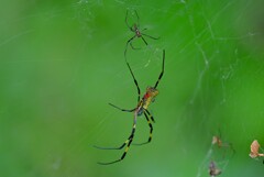 用水路・ジョロウグモ夫婦