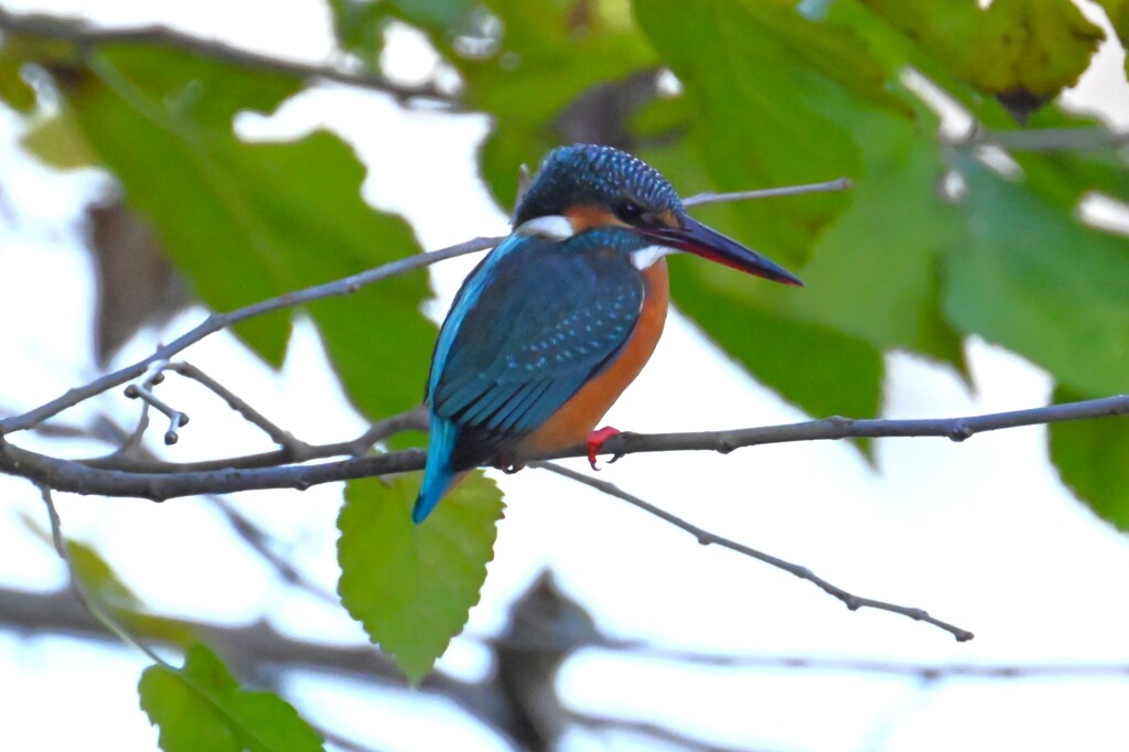 8時25分5羽目（♀）