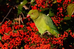 用水路・ピラカンサの赤い実に埋もれるワカケホンセイインコ