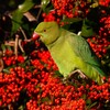 用水路・ピラカンサの赤い実に埋もれるワカケホンセイインコ