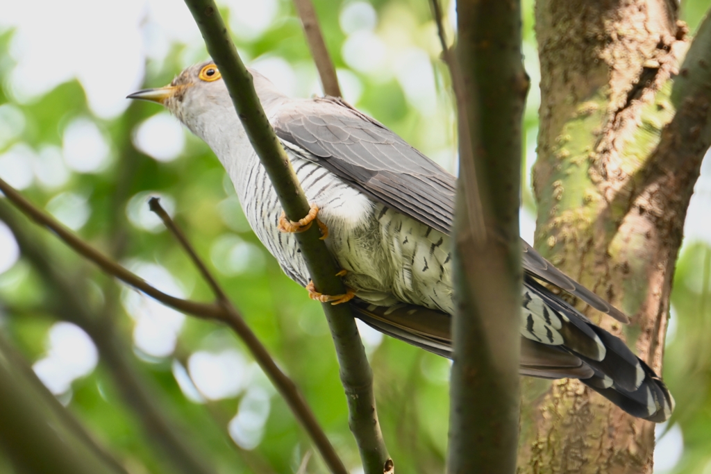 菜園・カッコウ、木止まりB
