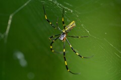用水路・ジョロウグモ♀