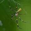 用水路・ジョロウグモ♀