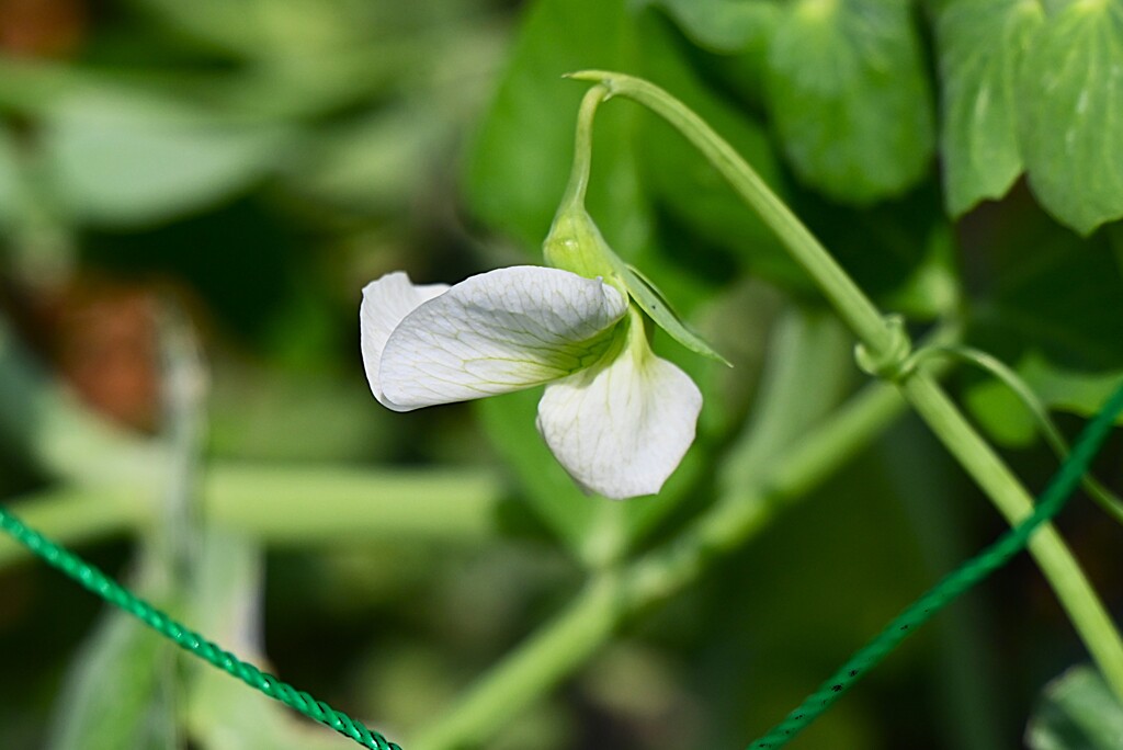 菜園・スナップエンドウの花が咲いた