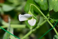 菜園・スナップエンドウの花が咲いた