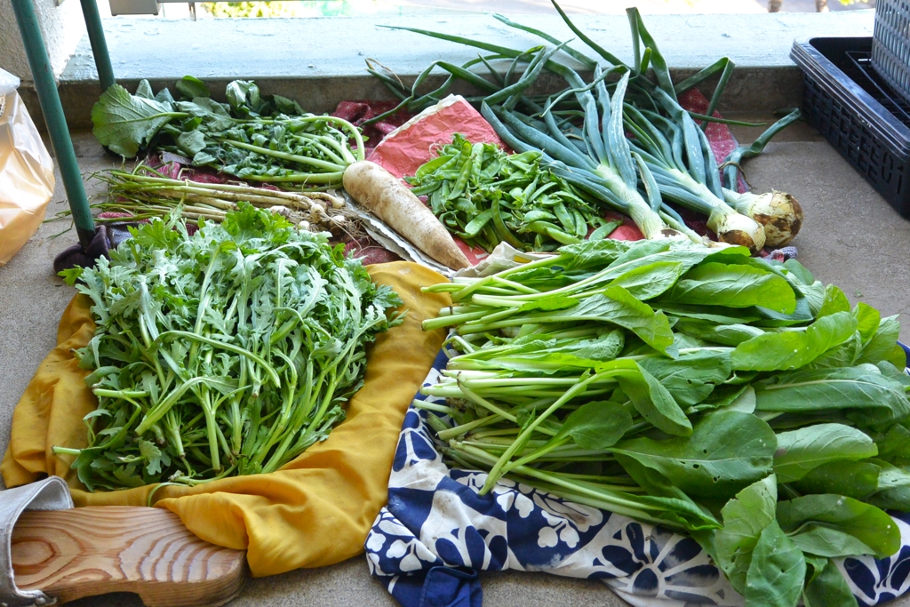 菜園・5月3日の収獲.