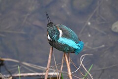 K川源流域・カワセミ♀若 (2)