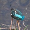 K川源流域・カワセミ♀若 (2)