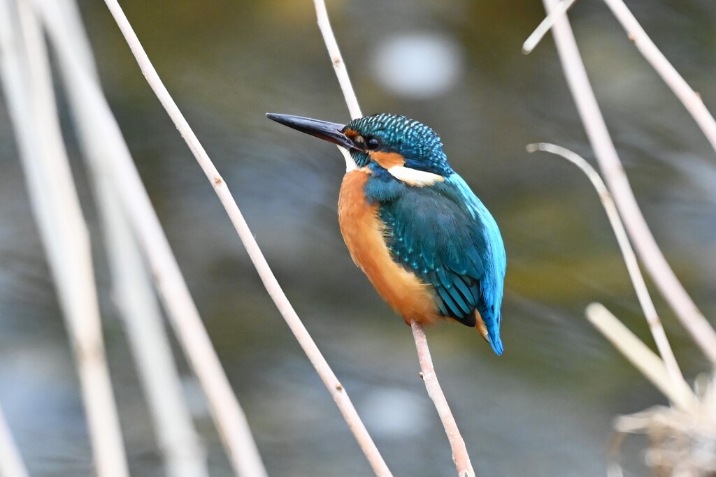 Ｋ川中流域・カワセミ♂若