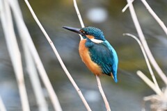 Ｋ川中流域・カワセミ♂若