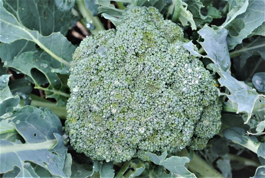 ブロッコリー（次回の収穫で採る予定）