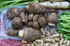 菜園・掘り初めのサトイモ