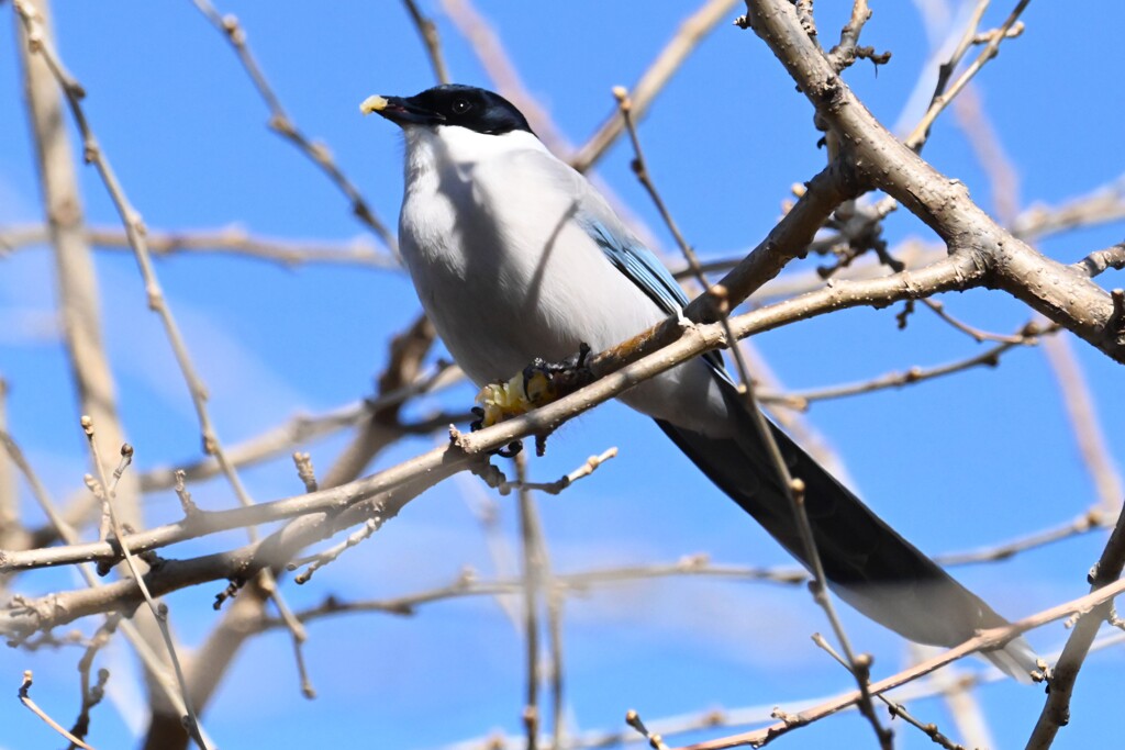 K川・オナガ美味しいものにありつく・・