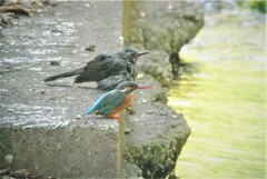 カワセミ♀水浴びヒヨと・・