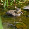 Ｋ川源流域・カルガモ8羽のひな家族 