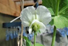 スナップエンドウの花