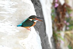 都内S川・カワセミ♀ 