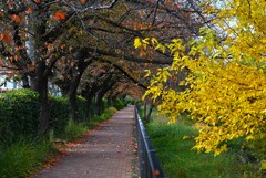 Ｋ川中流域・沿道は落ち葉の小径