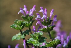 ホトケノザの花は踊り子