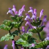 ホトケノザの花は踊り子