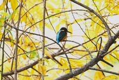 K川・上流のカワセミ♀