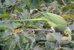 ワカケホンセイインコ長い尻尾